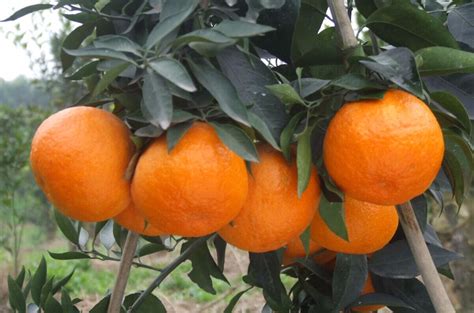 浙江嵊州最贵柑橘“红美人”上市啦！_辰颐物语_辰颐物语官网