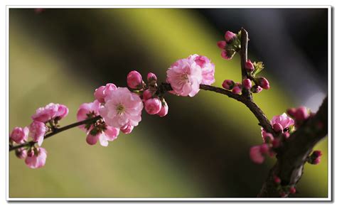 “春色满园关不住 一枝红杏出墙来”的意思及全诗赏析 - 古诗句网