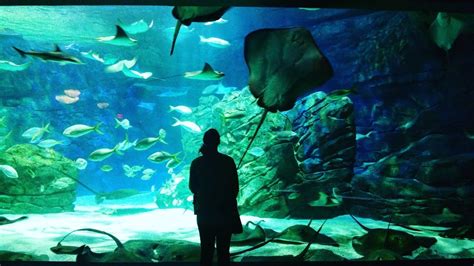 由艺海园主持的水族馆设计建造之上海动物园水族馆-上海艺海园景观工程有限公司