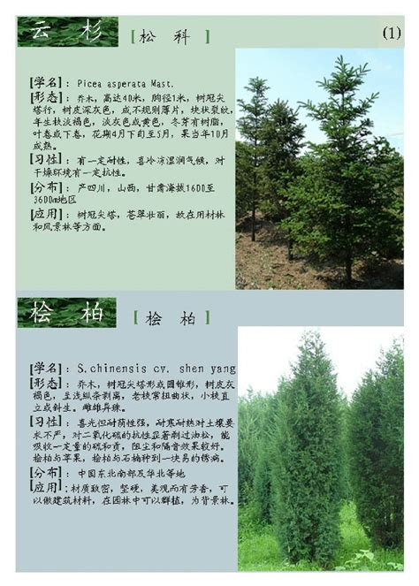 320种常用绿化苗木汇总表南方北方常用植物CAD苗木表附相应植物图片[原创]