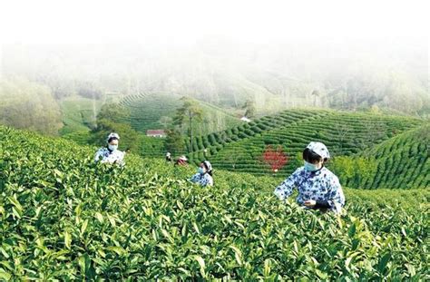 Xinyang Embraces Maojian Tea Picking Season-Dahe.cn - The first brand of local news website in ...