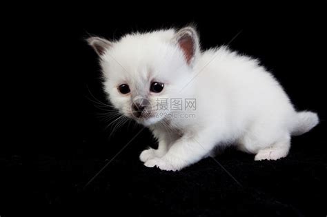 山东狮子猫中国独有，最美丽的异瞳长毛白猫|山东狮子猫|长毛|猫_新浪新闻