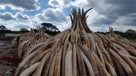 野生救援联合网易全程直播肯尼亚百吨象牙焚烧现场 | 野生救援WildAid
