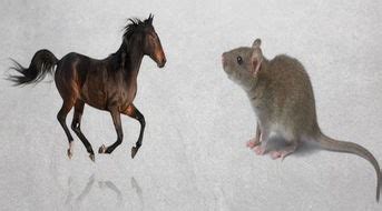 属马和属鼠的合不合 马鼠相冲久必合是什么意思