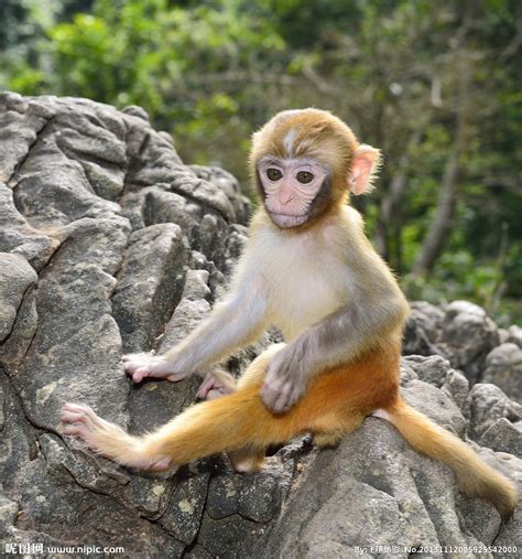 2022黄山浮溪野生猴谷游玩攻略,路上碰到一只猴子挺有意思的... 【去哪儿攻略】