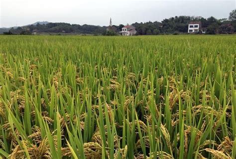 安徽东至试种2米高巨型稻 亩产高普通水稻200公斤以上凤凰网安徽_凤凰网