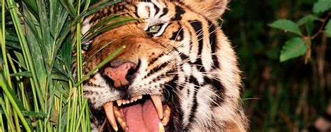 生肖虎是什么属性 属虎的五行什么命最好 - 万年历