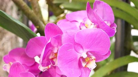 粉色蝴蝶兰的花语和寓意-农百科