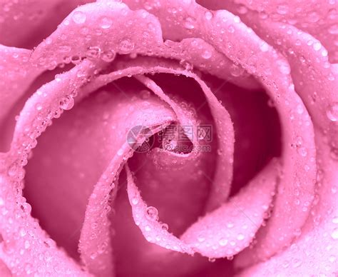 正在生长的多色玫瑰花图片素材，玫瑰花高清… - 堆糖，美图壁纸兴趣社区