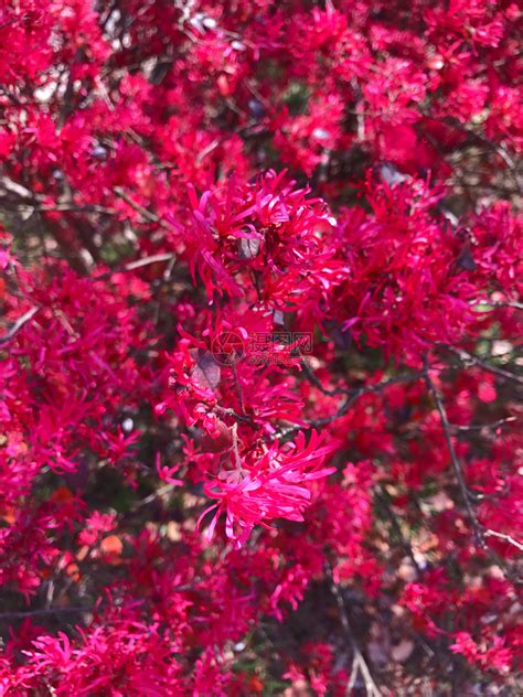 红花檵木高清图片下载-正版图片500809126-摄图网