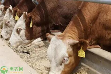 养50头牛一年赚多少钱？2019年50头肉牛养殖成本与利润-阿里巴巴
