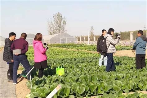 “蛋黄”“紫玫瑰”！胶州大白菜研发出两个新品种，明年有望大面积推广种植-青报网-青岛日报官网