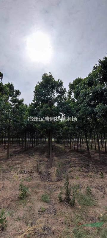 江苏沭阳：花木产业助力乡村振兴-人民图片网