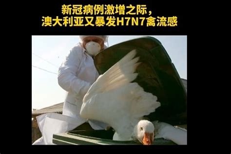 澳大利亚爆发H7N7禽流感 事发农场半数禽类被感染_凤凰网视频_凤凰网