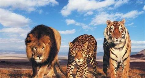 狮子豹子和老虎, 究竟谁最厉害?|豹子|山野|丛林_新浪新闻