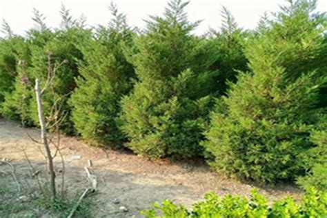 侧柏树桩盆景的嫁接方法和养护知识-种植技术-中国花木网
