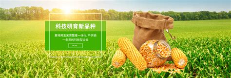 玉米图片-玉米田里的玉米素材-高清图片-摄影照片-寻图免费打包下载