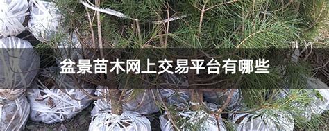 精品映山红阳台小品盆景 - 兰花交易网