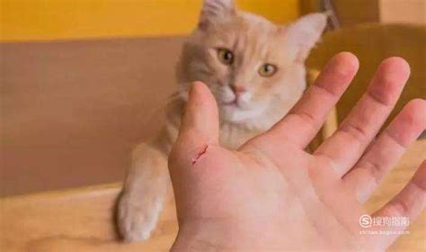 我被猫抓伤了，伤口很痒…我很慌_猫咪