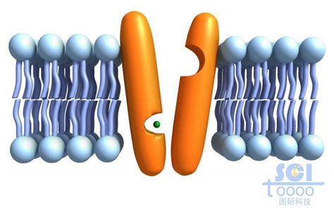 带通道蛋白的磷脂双分子层-镇江图研科技有限公司