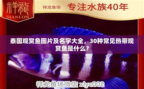 北京买观赏鱼的地方在哪里（北京最大的观赏鱼批发市场在哪） - 尚淘福