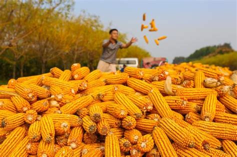 农村卖玉米图片,农村收玉米图片,农村玉米堆图片_大山谷图库