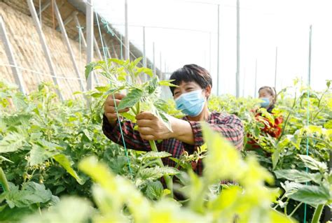 为家庭农场赋能增效 四川加速开启农业现代化新征程---四川日报电子版
