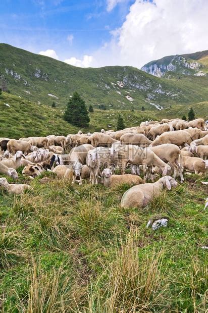 牧羊人绿色肉畜牧农场山上的羊群高清图片下载-正版图片307635663-摄图网