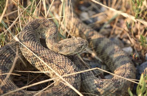 响尾蛇卷曲在萨斯喀彻温省公路旁高清图片下载-正版图片504671145-摄图网