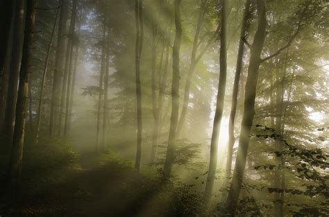 走进森林的清晨 随摄影师作品呼吸自然_佳能数码相机_数码影像相机图片-中关村在线
