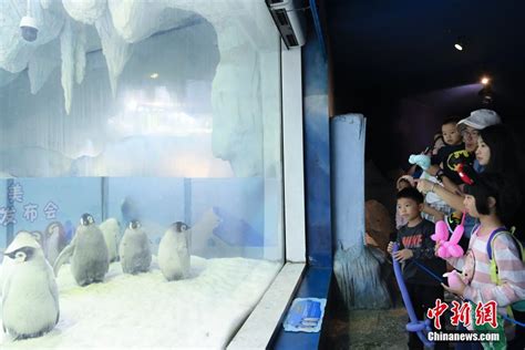 珠海十只新生帝企鹅宝宝与游客见面
