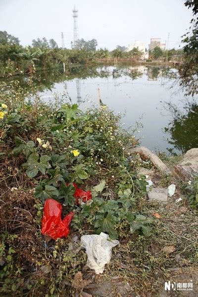 村庄鱼塘被投毒死鱼3万斤 水面遍布死鱼(组图) - 青岛新闻网