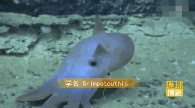 世界上最萌的章鱼，小飞象章鱼(耳朵巨大遇到危险会发光)_探秘志