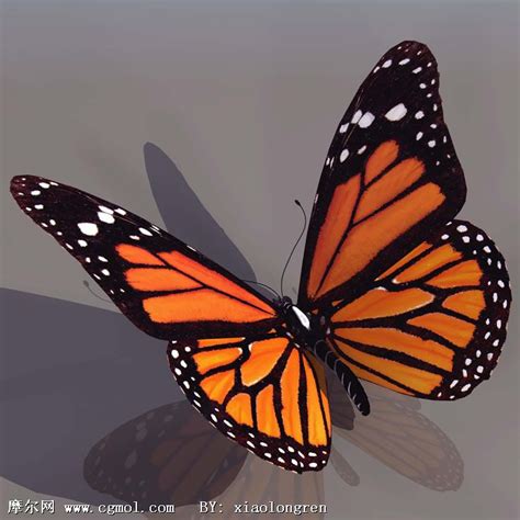 高质量蝴蝶模型(含贴图)_昆虫模型下载-摩尔网CGMOL