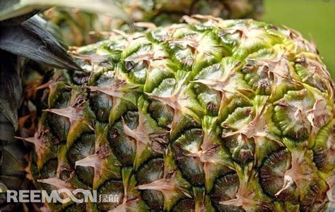 台湾去年仅56公斤菠萝干销往澳洲，绿网红揭穿蔡英文骗局_凤梨