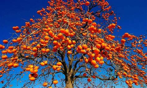 【柿子树，柿子摄影图片】户外生态摄影_太平洋电脑网摄影部落