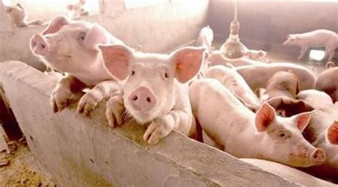 2020年5月到6月猪价 猪肉价格还会上涨吗？-股城热点
