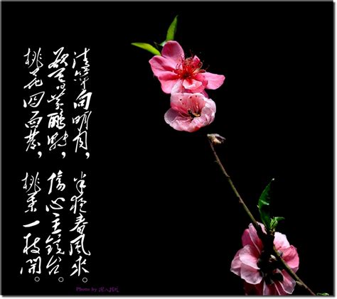 赞美桃花的现代诗,桃花的诗句,桃花现代诗的作者_大山谷图库