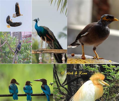 鸟的种类和特点是什么 - 业百科