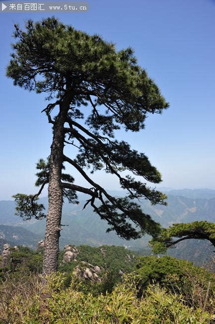 山顶的松树高清图片下载_红动网