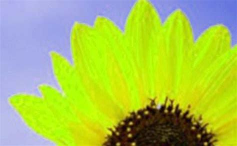描写向日葵的优美句子-农百科