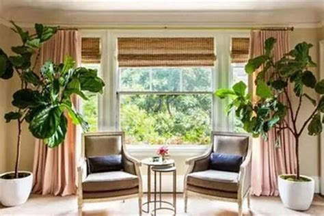 客厅一进门放什么植物好，家居风水 一进门摆什么植物最好？