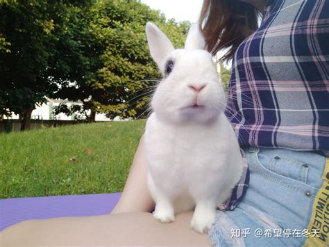 兔子喜欢吃什么（兔子喜欢的食物排行榜） – 碳资讯