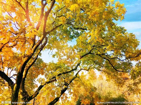 黄色植物丰收地上全部是黄色的落叶特写秋天落叶背景图片免费下载 - 觅知网