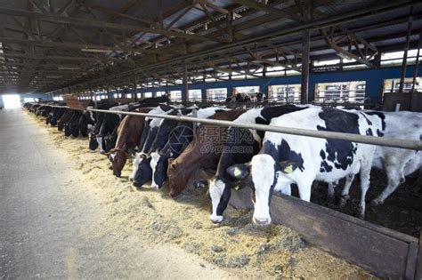 畜牧养牛场高清图片下载-正版图片507037650-摄图网