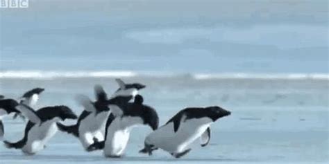 企鹅为什么不会飞 企鹅不会飞的原因_知秀网