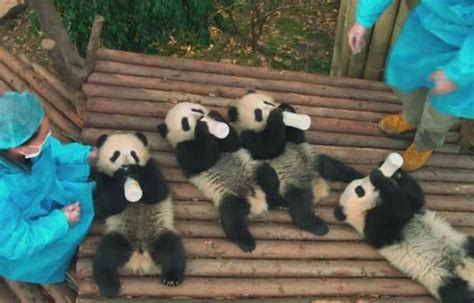 《功夫熊猫 4》新反派为“变色龙”明年3月上映_3DM单机
