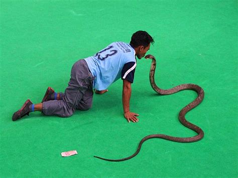 精彩实拍：印度舞蛇人吹笛子，毒蛇立马起舞摇摆，看完难以相信_腾讯视频