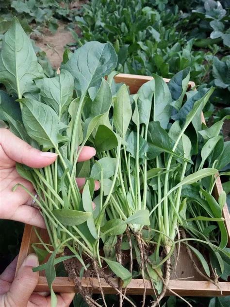 菠菜的种植方法和时间，六个步骤教你种植！|菠菜_新浪新闻