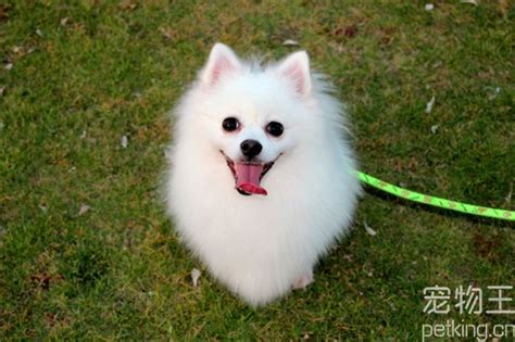 日本"微笑柴犬"获全球最幸福小狗称号--人民网四川频道--人民网
